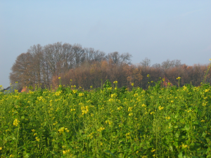 Blick über das Senfeld